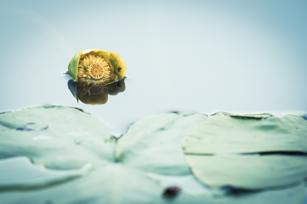 bigfloat-LY8_0416